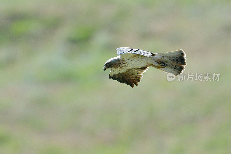 靴鹰(Aquila pennata)